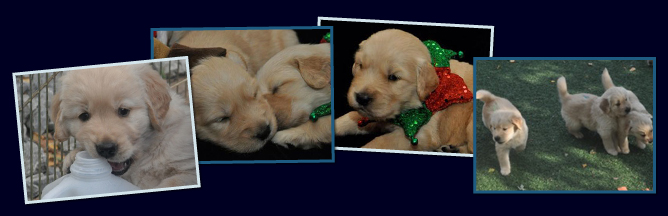 Ruffwater golden hot sale retrievers